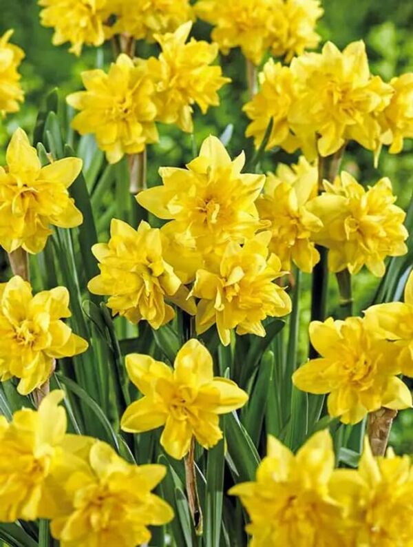 Tete a Tete Plant Bulbs for Gardening - Yellow Double Flowering Blooms Prechilled