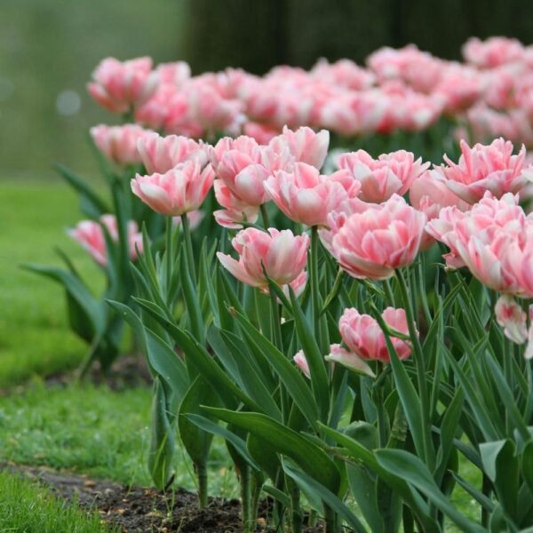 Votaniki Foxtrot Tulip Bulbs for Planting - Fragrant Blooms, Perennial Tulip, Peony Like Flowers | Tulipa Double Mid 'Foxtrot' Tulip - Easy to Grow