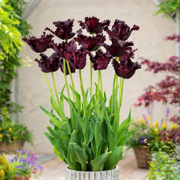 Votaniki Black Parrot Tulip Bulbs - Perennial Tulipa Parrot 'Black Parrot' | Beep Wine Red Petals with Black Edges Tulip Flowers - Easy to Grow