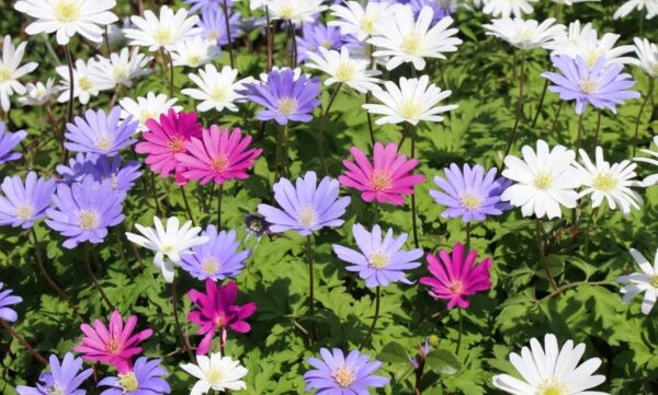 Mix Anemone Flower Dutch Fireworks - Pack of 30 Perennial Flower Bulbs for Planting Dutch Flowers Bright Shade Loving Plants Perennial - Loving Mix Flowers Bulb