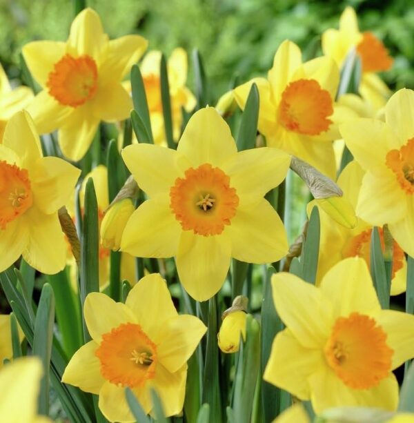 Votaniki Fortune Daffodil Bulbs - Perennial Narcissus Large Cupped Daffodil 'Fortune' | Yellow Flowers with Orange Cups - Easy to Grow Daffodil