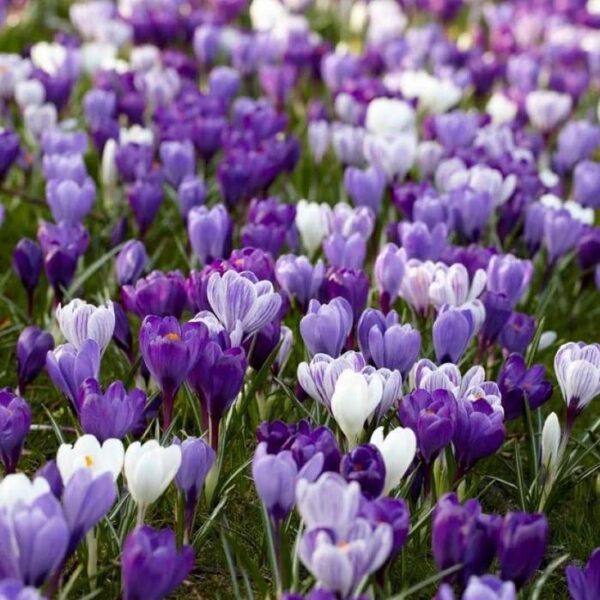 Votaniki Blue Moon Crocus Mixed - Long Blooming & Attracts Pollinators & Perennial | Dutch Crocus Blue Moon Bulbs Ready to Plant | Low Maintenance Crocus