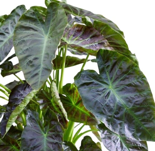 Votaniki Royal Hawaiian Aloha Colocasia Elephant Ear Bulbs - Aloha Colocasia Bulbs for Planting | Perennial, Unique Foliage, Easy to Grow