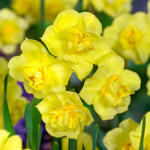 Votaniki Yellow Cheerfulness Daffodil Bulbs - Narcissus Double Flowering 'Yellow Cheerfulness' Daffodil | Perennial, Long Lasting Blooms, Spring Flowering Bulbs