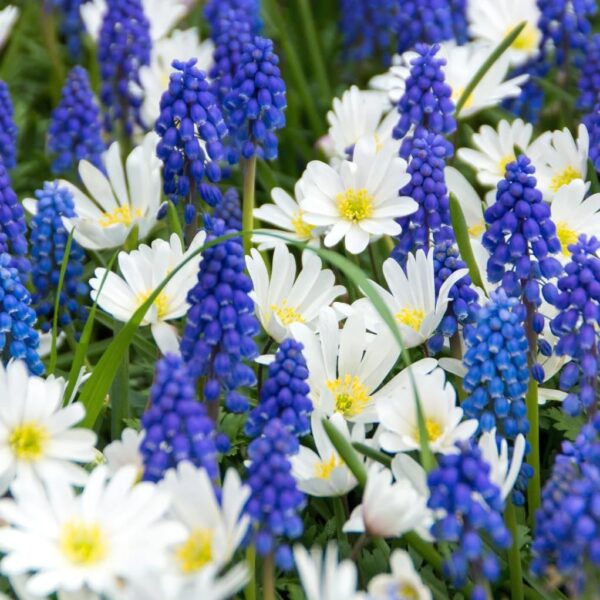 Votaniki Muscari & Anemone Mix Bulbs - Spring Bloomer, Perennial | Muscari and Anemone (Fun and Flirty Blend), Grecian Windflower or Blanda Anemone, & Muscari Armeniacum - Easy to Grow