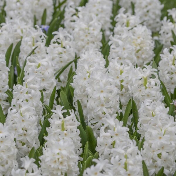 Votaniki White Pearl Hyacinth Bulbs - Hyacinthus Orientalis 'White Pearl' | Fragrant & Beautiful White Blooms - Easy to Grow Perennial Hyacinth