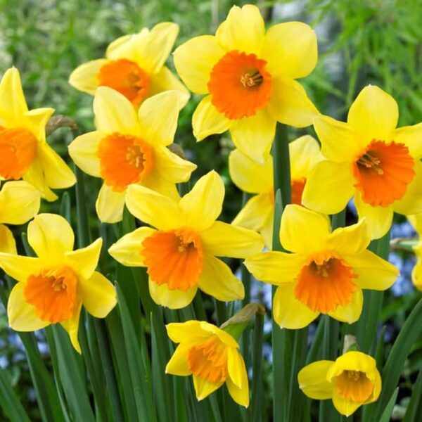 Votaniki Fortune Daffodil Bulbs - Perennial Narcissus Large Cupped Daffodil 'Fortune' | Yellow Flowers with Orange Cups - Easy to Grow Daffodil