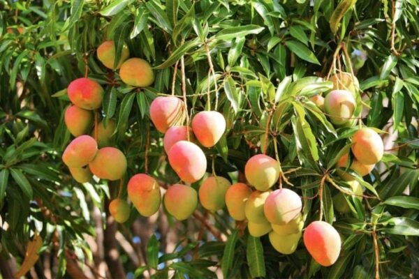 Votaniki Mango Fresh Fruit Seed (1) Live Tropical Flowering Plants Caribbean Mango Seeds Fruit Plants Sweet Mango Trees Live Plants - Tasty Garden Heirloom Fruit Trees Live Fresh Seed