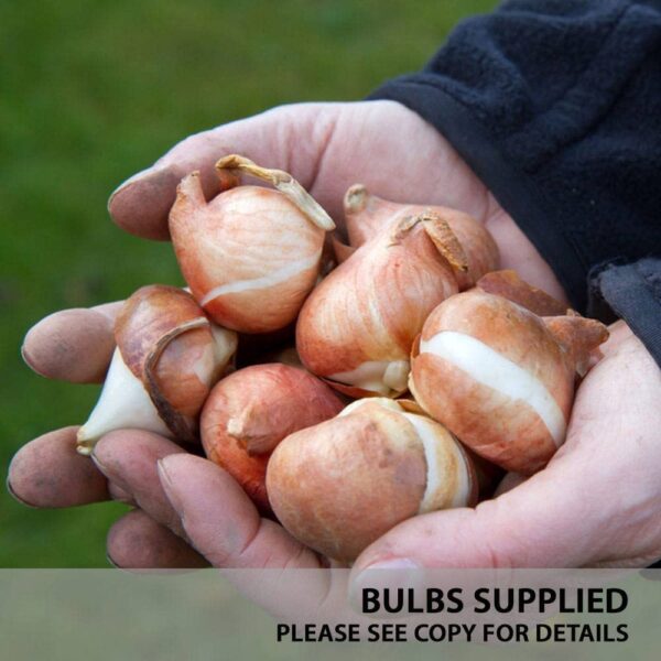 Carnaval Tulip Bulbs for Fall Planting - Set of 10 White Tulip Bulbs Plant Seeds for House Plants Fall Bulbs for Planting Perennial - Tulip Flowers Bulb