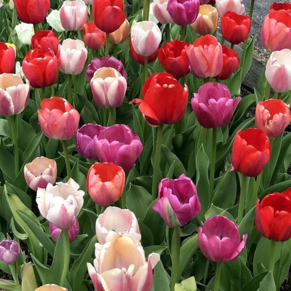 Votaniki Tulip Pride Mix Bulbs - Versatile, Spectacular Blooms, Perennial Tulip | Perfect Addition to Any Garden - Easy to Grow