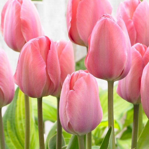 Votaniki Mystic Van Eijk Tulip Bulbs - Perennial and Long Lasting Blooms | Perfect Addition to Any Garden - Early Blooming Tulip