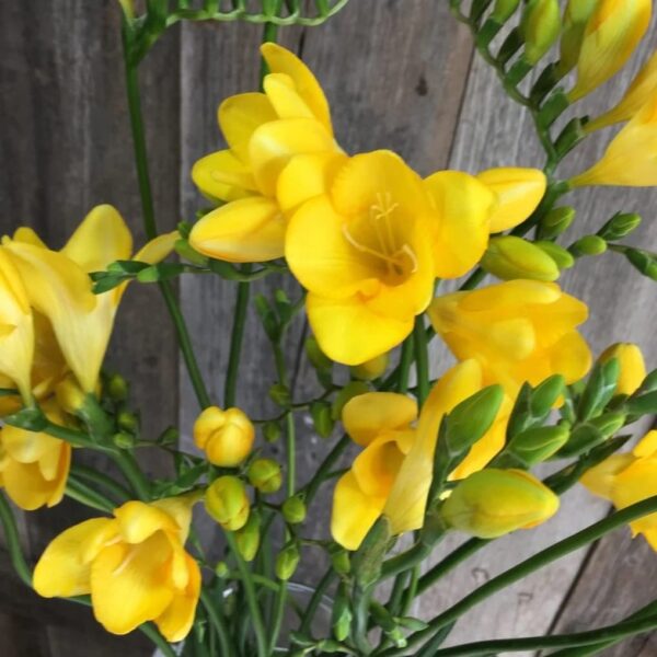 Votaniki Single Yellow Freesia Bulbs - Long Lasting Fragrant Blooms - Perennial Freesia Flowering Bulbs for Planting - Easy to Grow & Low Maintance