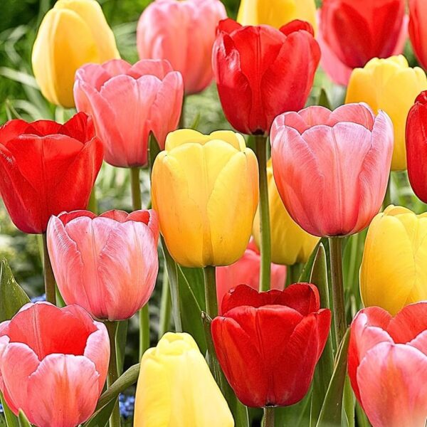 Votaniki Tulip Darwin Hybrid Sunset Mix - Fragrance, Perennial Spring Flowering Tulip Bulbs | Long Lasting & Large Blooms - Easy to Grow