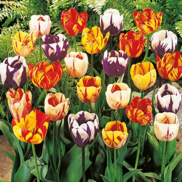 Votaniki Rembrandt Tulip Mix - Versatile & Perennial Tulip Bulbs for Planting | Spectacular Flowering Tulip - Easy to Grow and Low Maintenance