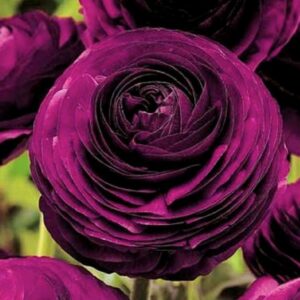 Votaniki 12 Purple Ranunculus Bulbs Persian Buttercup Large Corms Rich Purple Blooms