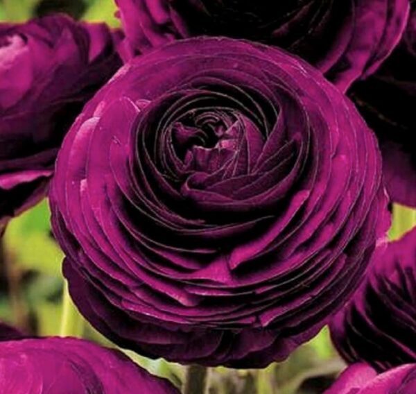 Votaniki 12 Purple Ranunculus Bulbs Persian Buttercup Large Corms Rich Purple Blooms