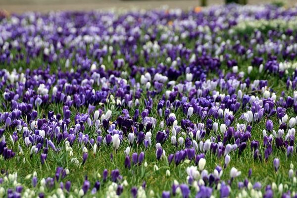 Blue Moon Crocus Mix 22 Large Pre-Chilled Bulbs for Springs Blooms