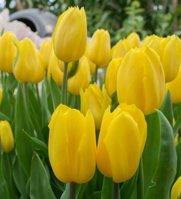 Votaniki Strong Gold Tulip Bulbs - Perennial & Large Cup Shaped Yellow Blooms | Tulipa Triumph 'Strong Gold' Tulip - Easy to Grow