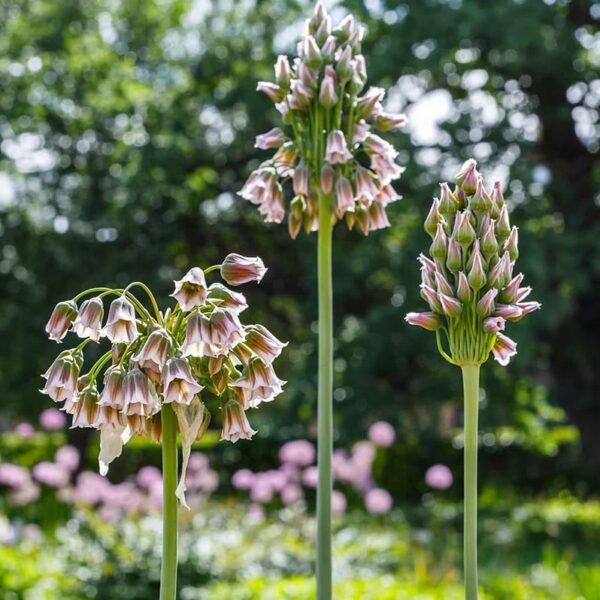 Votaniki Nectaroscordum Mediterranean Bells Bulbs - Perennial & Long Blooming, Nectaroscordum Siculum (Formerly Allium Bulgaricum) | Easy to Grow