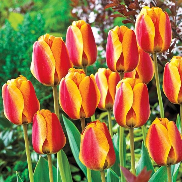 Votaniki Apeldoorn's Elite Tulip - Perennial Tulip Flowering Bulbs for Planting | Long Lasting Blooms - Cherry Red with Wide Yellow Margins