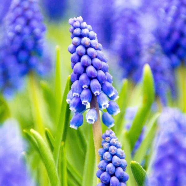 Votaniki Muscari & Anemone Mix Bulbs - Spring Bloomer, Perennial | Muscari and Anemone (Fun and Flirty Blend), Grecian Windflower or Blanda Anemone, & Muscari Armeniacum - Easy to Grow