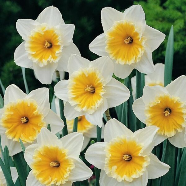 Votaniki Slim Whitman Daffodil Bulbs - Perennial Narcissus 'Slim Whitman' Daffodil | Large Cupped Daffodil Flowers - Easy to Grow