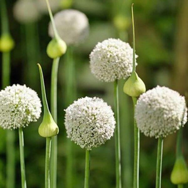 Votaniki Ping Pong Allium Bulbs - Dense Flowerheads in White, Versatile and Perennial | Wild Leek 'Ping Pong' Allium - Easy to Grow