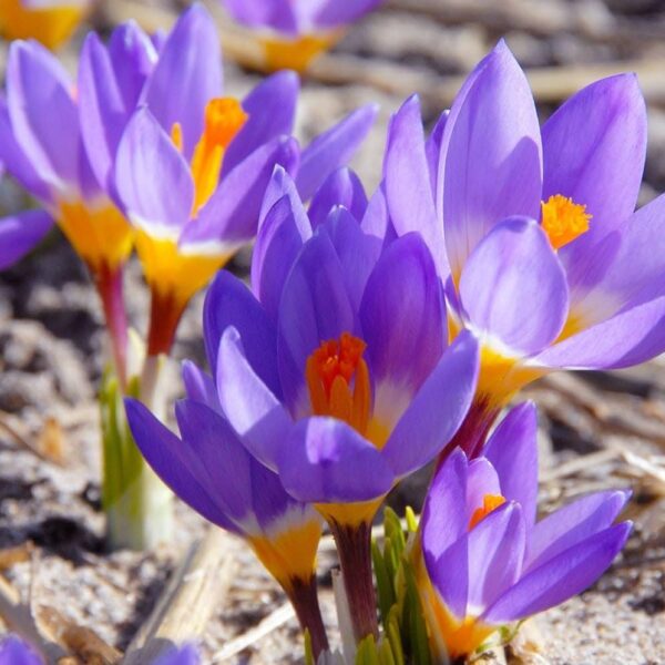 Votaniki Sieberi Tricolor Crocus Bulbs - Perennial and Fragrant, Captivating Three Hued Spring Blooms | Cup Shaped Flowers - Species Crocus Tricolor (Sieberi)