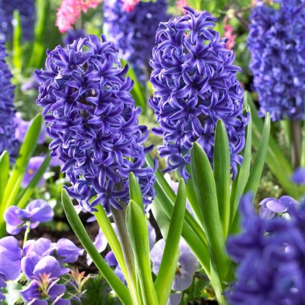 Votaniki Blue Jacket Hyacinth Bulbs - Long Lasting & Fargant Blooms, Perennial Hyacinthus 'Blue Jacket' | Beautiful Garden Display