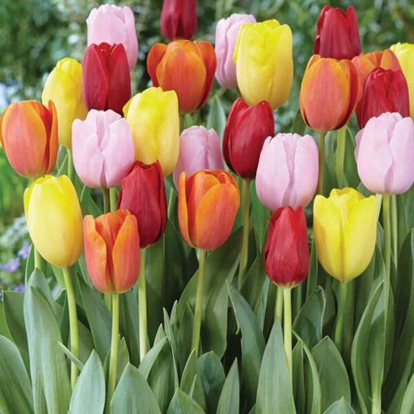 Easter Joy Triumph Tulip Mix- 10 | Tulipa Triumph