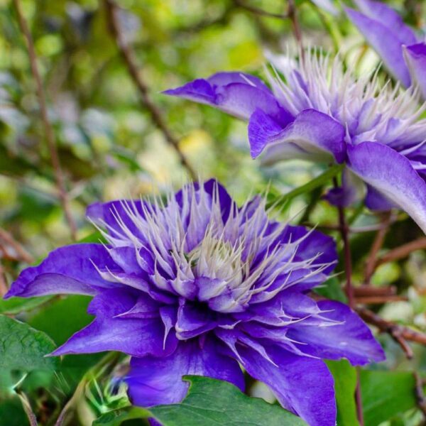 Votaniki Multi Blue Clematis Roots for Planting - Perennial, Long Lasting Flower | Multi Blue Clematis - Starter Plants Ready for Garden | Blue Flowering Vine, Easy to Grow