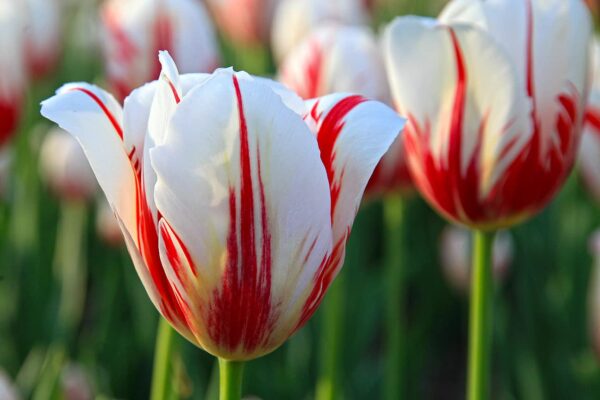 Carnaval Tulip Bulbs for Fall Planting - Set of 10 White Tulip Bulbs Plant Seeds for House Plants Fall Bulbs for Planting Perennial - Tulip Flowers Bulb