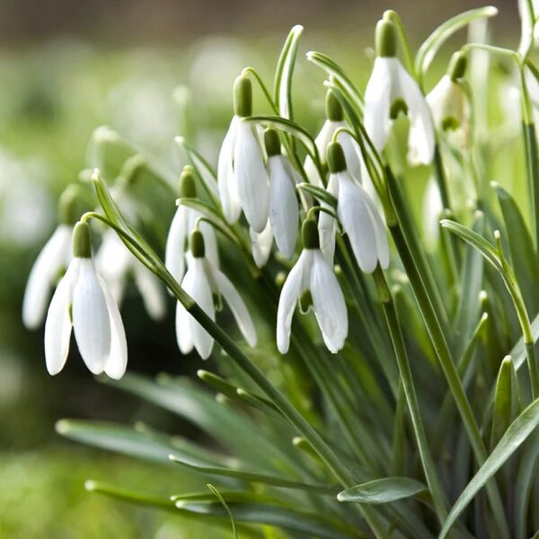 Votaniki Galanthus Elwesii Giant Snowdrops - Perennial, Long Lasting Blooms, White Flower | Early Spring Bloomer Snowdrops - Easy to Grow