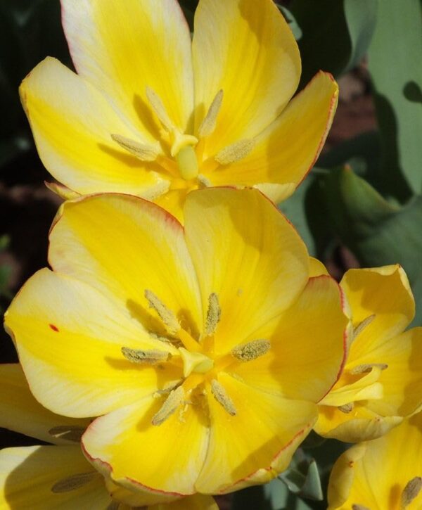 Votaniki Antoinette Tulip Bulbs - Long Lasting Blooms, Perennial Tulip | Color Changing Tulip - Easy to Grow and Low Maintenance