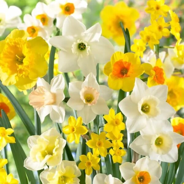 Votaniki Daffodil Fragrant Mix - Long Lasting Beauty, Perennial Daffodil Flowering Bulbs | Plant in Gardens, Borders & Flowerbeds