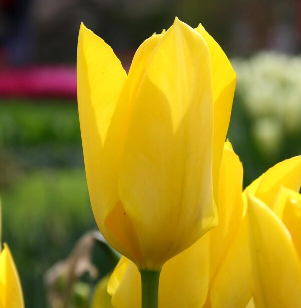 Votaniki Tulip Yellow Purissima Bulbs - Early Bloomer Perennial Tulip, Long Lasting Blooms | Fosteriana Tulip 'Yellow Purissima' - Easy to Grow