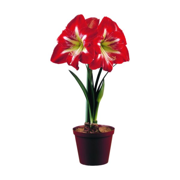 Votaniki Amaryllis Cocktail - Perennial Flowering Bulbs for Planting | Large Blooms, Hippeastrum 'Cocktail' Amaryllis - Winter Flowers, Easy to Grow