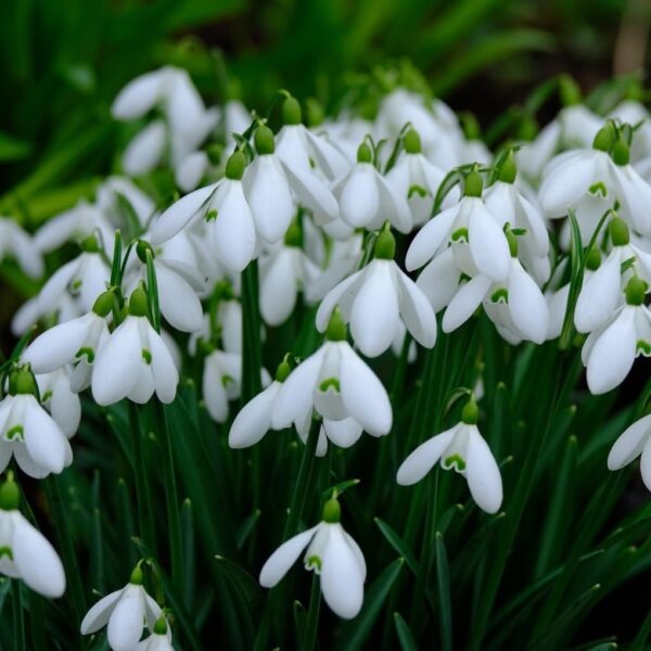 Votaniki Snowdrops Bulbs - White Flowers, Perennial Snowdrops "Galanthus Ikariae" | Early Spring Blooms - Easy to Grow