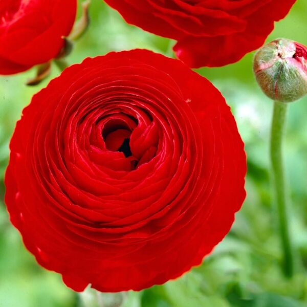 Votaniki Ranunculus Aviv Red "Persian Buttercup" - Long Lasting Blooms, Perennial Ranunculus Bulbs for Planting | Perfect Addition to Any Garden