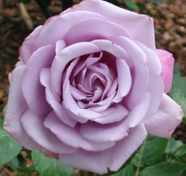 Votaniki Moonlight Magic Rose Bulbs - Perennial, Beautiful & Fragrant Blooms | Magic Rose Bulbs for Planting - Easy to Grow & Low Maintenance