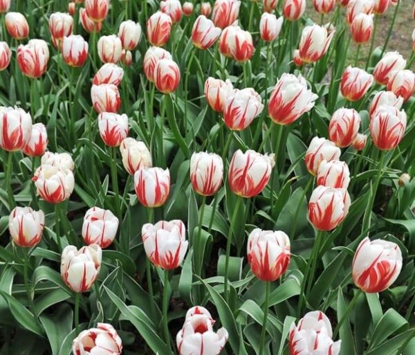 Votaniki Carnival De Rio Tulip Bulbs - Long Lasting Blooms, Perennial Tulipa Triumph 'Carnaval de Rio' | Easy to Grow and Low Maintenance