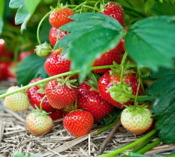 Votaniki Quinault Everbearing Strawberry Roots - Juicy and Delicious Strawberry | Everbearing Strawberry Roots for Planting - Easy to Grow