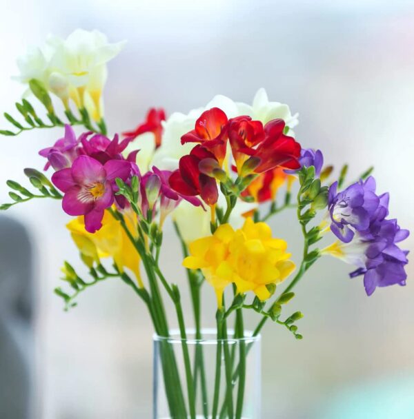 Votaniki Single Freesia Mix Bulbs - Freesia Flowering Bulbs for Planting | Freesia Single Mixture Flowers - Long Lasting Blooms and Fragrance, Single Blooms - Perfect for Indoor and Outdoor Gardens