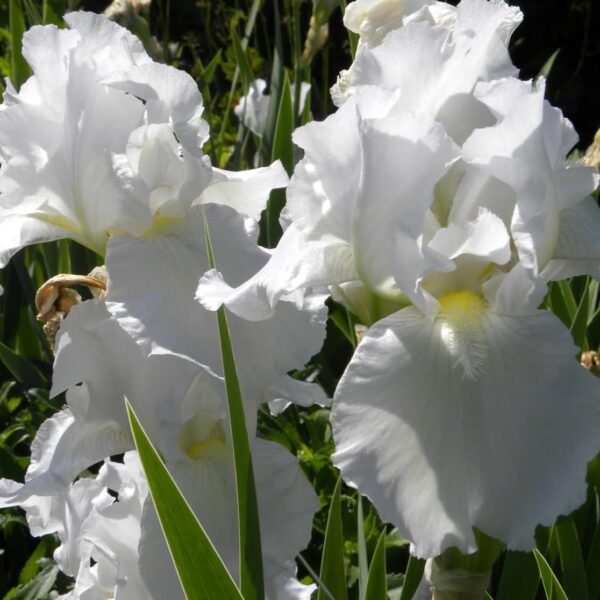 Votaniki Immortality Bearded Iris Bare Root - Perennial Iris germanica 'Immortality' | Fragrant Iris Flower - Easy to Grow and Low Maintenance