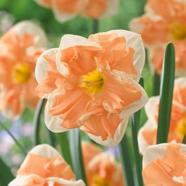 Votaniki Daffodil Papillon Mix Bulbs - Attract Pollinator, Long Lasting Blooms, Perennial Daffodil Papillon 'Butterfly Daffodil' | Easy to Grow