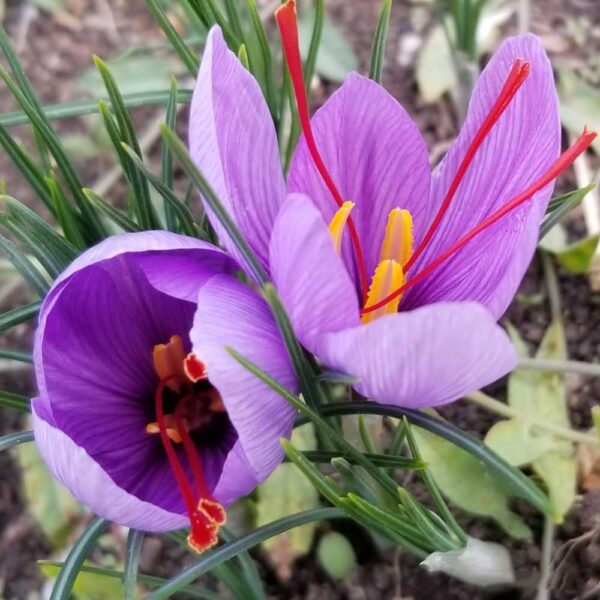 Votaniki Saffron Crocus Bulbs - Long lasting, Enhance Garden with Exquisite Flavor | Harvest Spice at Home - Easy to Grow and Low Maintenance