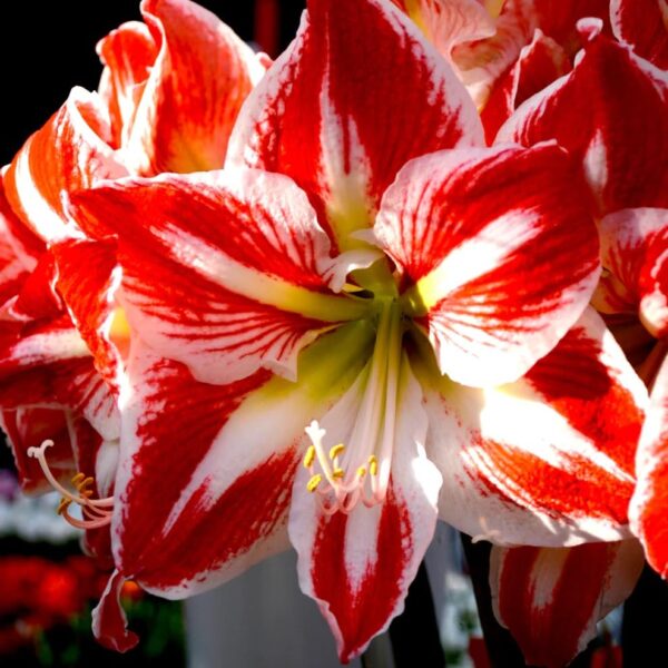 Votaniki Star of Holland Amaryllis - Large Trumpet Shaped Flowers, Perennial Amaryllis Flower Bulbs for Planting | Perfect for Indoor