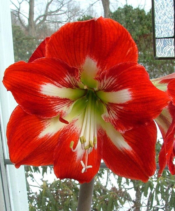 Votaniki Amaryllis Cocktail - Perennial Flowering Bulbs for Planting | Large Blooms, Hippeastrum 'Cocktail' Amaryllis - Winter Flowers, Easy to Grow