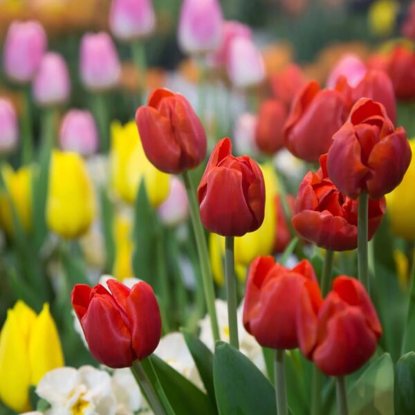 Votaniki Darwin Hybrid Tulip Mix Flower Bulbs - Long Lasting Blooms, Perennial Tulips | Easy to Grow and Low Maintenance