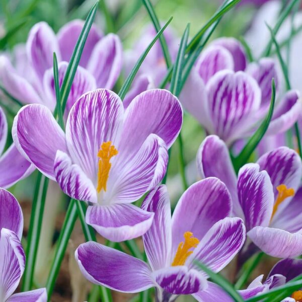 Votaniki Pickwick Crocus Bulbs - Versatile and Perennial, Stunning Spring Blooms | Crocus Large Flowering Pickwick - Perfect Addition to Any Garden